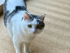 -北京观赏动物医院·24小时大型综合·猫专科·异宠专科