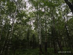 -汤旺河林海奇石景区