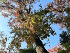 -西湖风景区十里琅珰-五云山