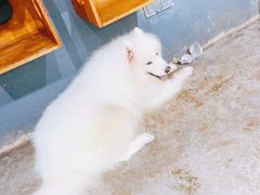 -more than meow吴止猫主题餐厅(承德 中船汇店)