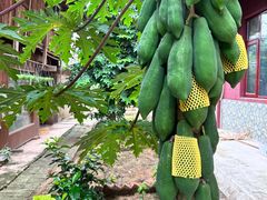 -西双版纳傣族园