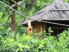 -深圳野生动物园