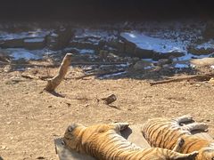 -大连森林动物园