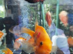 -老宅子私房菜馆(大理古城店)