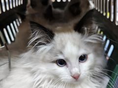 -瑞派名望志远动物医院·猫科·內科·异宠专科(直港大道店)