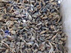 炒花蛤-老虎滩大连海鲜烧烤(建邺云锦路总店)