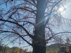 -千年银杏谷文化旅游区