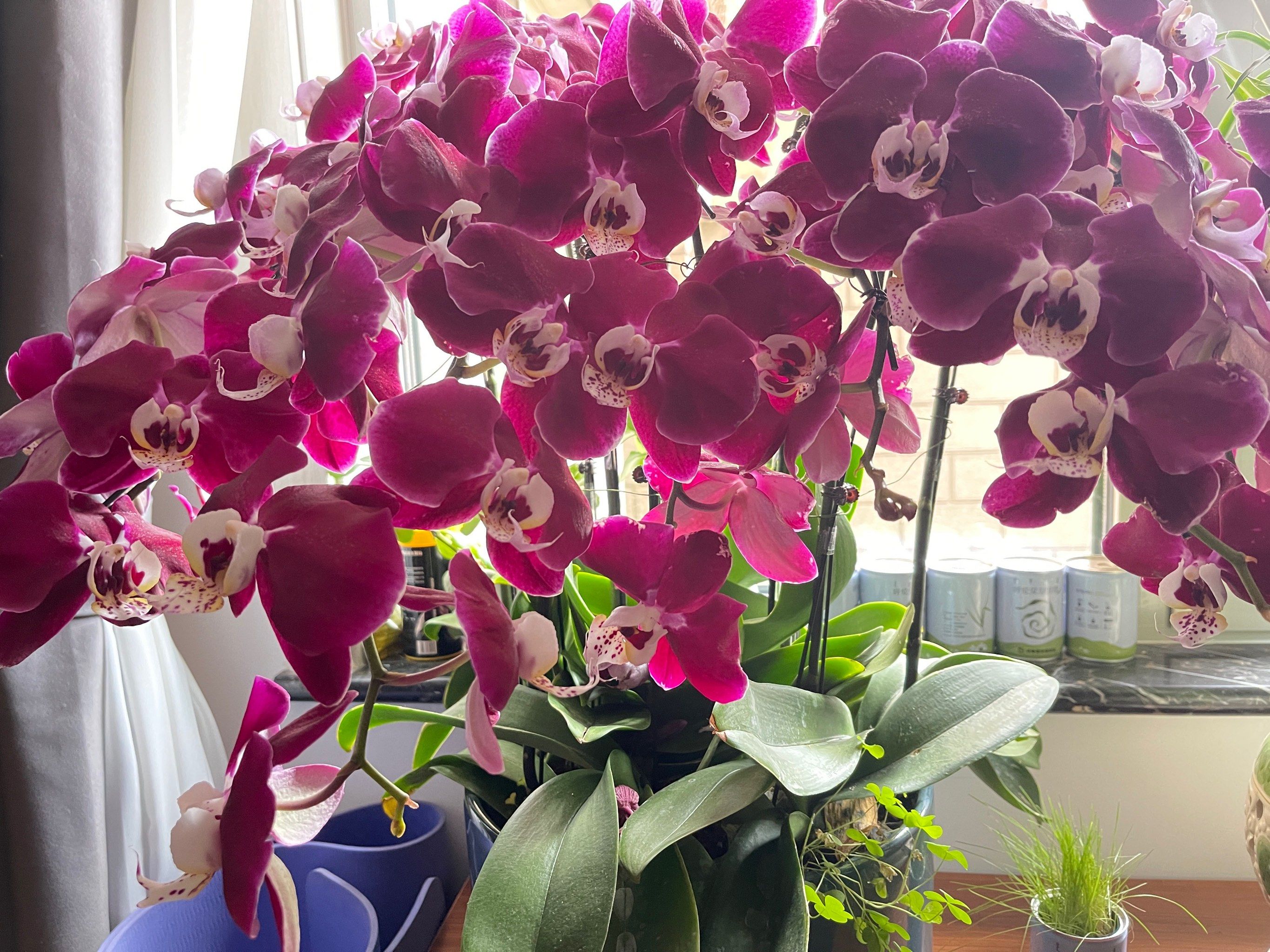家养的花是不是更香?