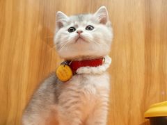 -欣宠猫屋·矮脚拿破仑·蓝金金渐层