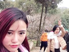 -香雪海
