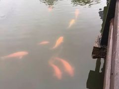 -西湖游船