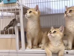 -Bastet sally猫舍购宠(静安店)