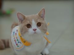 -Bastet sally猫舍购宠(静安店)