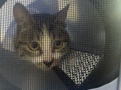 -瑞派伍一宠物医院·眼科·骨科·猫科转诊中心(马王堆院)