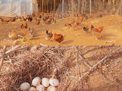 -竹上云想餐厅民宿