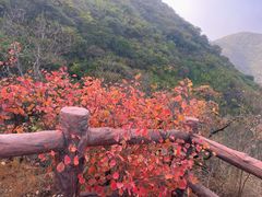 -香山公园