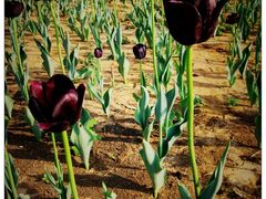 -济南国际园博园