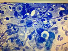 -爱侣宠医·鹦鹉专科·小型哺乳类·异宠专科(灵石路店)