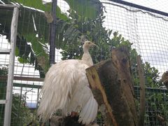 -瑞丽独树成林风景区