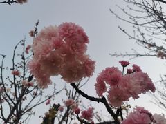 -天适樱花悠乐园