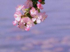 -曹州牡丹园