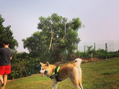 -良成狗狗乐园