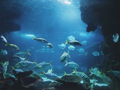 -石家庄海洋公园