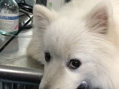 -北京赛佳动物医院