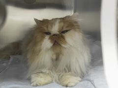-宠爱国际动物医院· 猫科· 外科·中兽医(长白店)