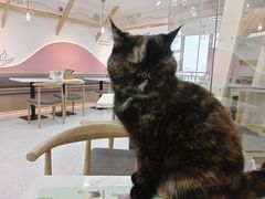 -喵园·猫主题咖啡厅·撸猫·猫咖(国贸店)