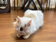-楼上猫咖(罗湖店)