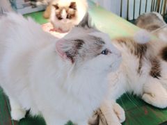 -喵喵咪呀布偶猫咖(春熙路店)