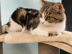 -安格丽娜·狗咖·猫咖羊驼咖(春熙路百盛商场店)