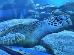 -太平洋海底世界