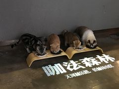 -咖法森林·咖啡  酒吧(天河店)