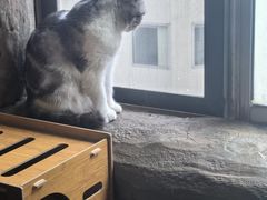 -猫猫幼稚园·撸猫·桌游·电玩