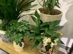 -长春青怡坊鲜花批发(青怡坊花鸟市场店)