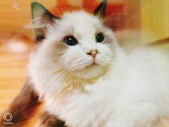 -猫十亿·布偶金渐层·曼基康矮脚猫舍(青年路店)
