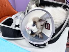 -A猫a狗全科·犬猫异宠·芥西宠物医院(南开总院)
