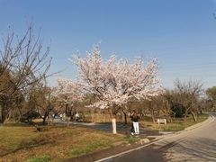 -石家庄市植物园