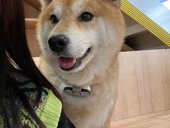 -是阿柴呀！柴犬咖啡·爱喵喵猫咖