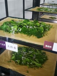 -太湖雪蚕桑文化园