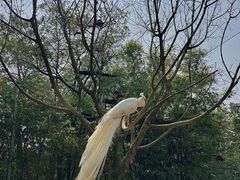 -泉州海丝野生动物世界