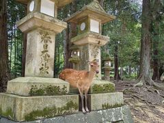 -奈良公园