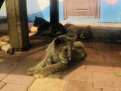 -大连森林动物园