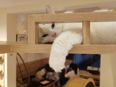 -滚猫咖啡·猫咖·猫友好撸猫(未来城店)