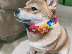 -逗柴咖啡屋·狗咖猫咖宠物桌游