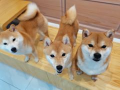 -柴源莊·柴小宠柴犬咖啡