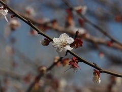 -香雪海