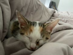 -宠颐生汉谟拉比宠物医院